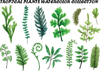 Watercolor collection of tropical fern leaves and plants © Creative SHONJITA