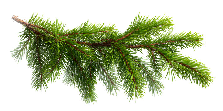 pine branches	
