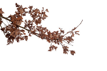 Natural oak branch with dry leaves, isolated on transparent background
