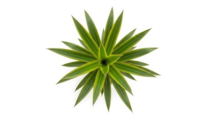 Fototapeta premium Overhead View of a Star- Shaped Green and Yellow Plant with Pointed Leaves on a White Background