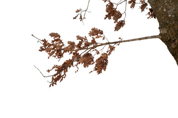Natural oak branch with dry leaves, isolated on transparent background
