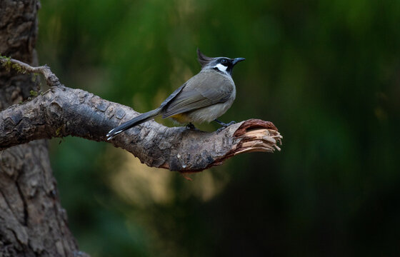 Himalayan Bulbul bird perched on a branch in the forest.