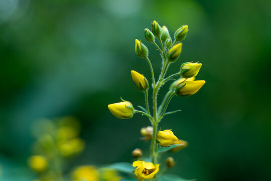lysimachia vulgaris.A stem with a bud of a yellow flower on a green background.Common verbena