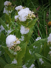 Snow on green leaves.