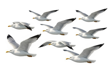 Obraz premium Isolated Group of Seagulls Flying Against White.