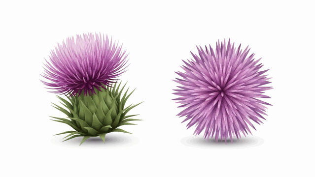 Two purple thistles with green leafy bases, isolated on white