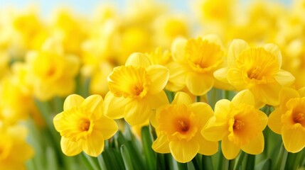 Fototapeta premium Welsh daffodils bloom brightly, filling the scene with their cheerful yellow hues. These flowers symbolize St Davids Day, celebrating Welsh culture and spring's arrival