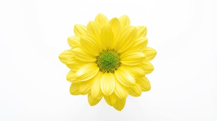 Naklejka premium Bright yellow flower with green center on a clean white background showcasing its vibrant petals and alpha channel with white background