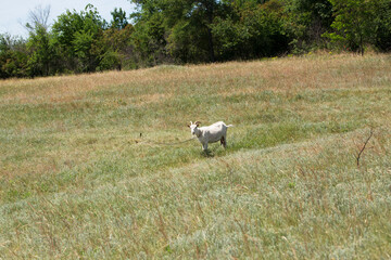 Obraz premium A tethered domestic goat grazes in a grassy field.