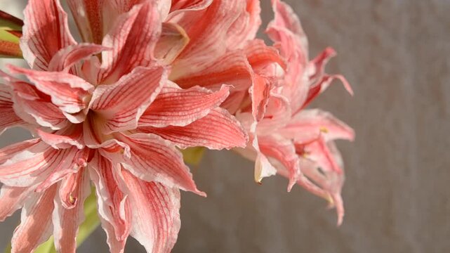 Hippeastrum amaryllis Doublet close-up. Large blooming flower red white color. Blooming flower with red petals on green stem with green leaves. Decorative houseplant. Inflorescence blossoming flower