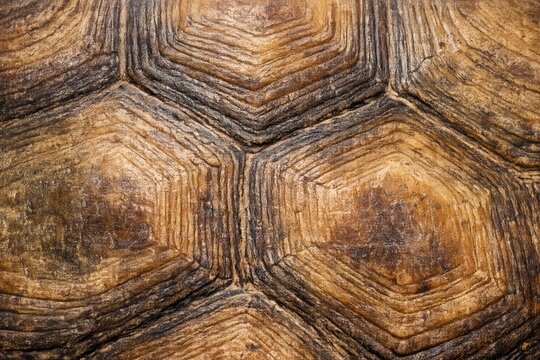 Turtle shell. Turtle shell pattern. Tortoise shell texture detail. Close Up detail of turtle shell. Reptile shell surface design. Realistic turtle shell texture. Turtle back pattern texture.