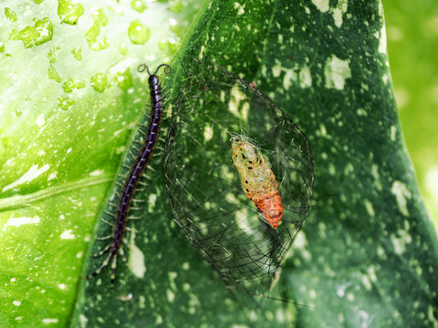  moth larvae and centipede on top