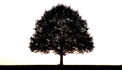 Silhouette of a Majestic Oak Tree Against a Bright Sky.