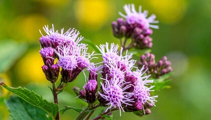 Close-up of delicate purple flowers with fluffy white stamens blooming in a garden.