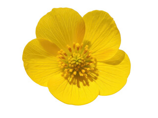 Yellow flower with center isolated on transparent background
