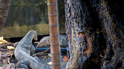 Two Asian Water Monitor Lizards Encounter Near Urban Habitat