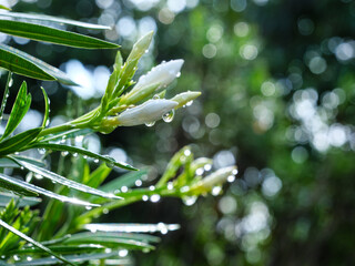 Close-up of White Flower Buds with Fresh Raindrops