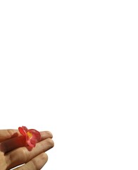 Human Hand Holding Flowers Appearing from the Side on Clean Background