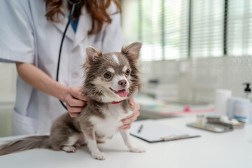 Close up of female veterinarian examine Chihuahua puppy in veterinary clinic. 