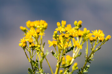 Fototapeta premium Bright yellow wildflowers bloom in a sunny landscape during the late afternoon
