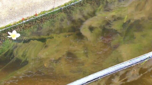 Spiny softshell turtle swimming swims in river lake water Thailand.