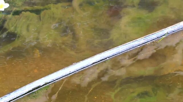 Spiny softshell turtle swimming swims in river lake water Thailand.