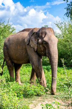Asian elephant feeding on green grass in Udawalawe National Park Sri Lanka