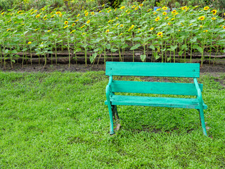 Empty Green Wooden Bench in Sunflowers Garden Park