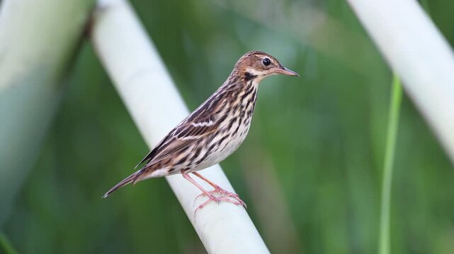 Oriental Skylark Taking Off from Metal Railing in Open Habitat