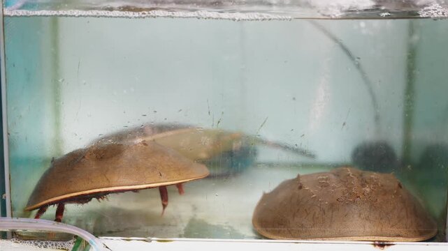 Horseshoe crab underwater movement in aquarium.