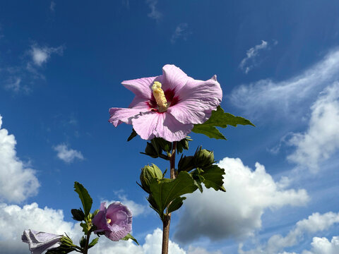 Hibiscus syriacus flowers against sky.