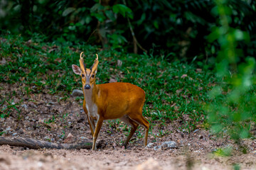 Common barking deer, Common muntjac It has a deer-like shape but is smaller, with a slightly arched back. The body is reddish-brown, paler and slightly grayish on the underside. The tail is dark brown