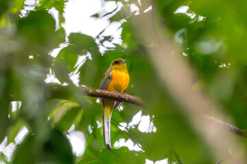 Orange-breasted Trogon The lower thorax and belly are orange, while the head and thorax are brownish-green.