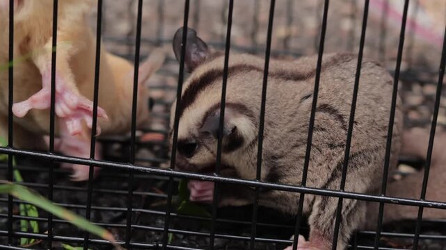 Sugar glider eating food inside black wire cage for exotic pet care concept
