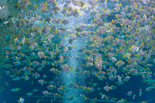 School of silver moonfish swimming in a large aquarium with air bubbles at Loro Parque Tenerife, Spain