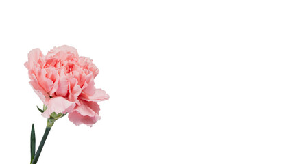 Obraz premium ピンクのカーネーションの花 マクロ撮影 背景透過