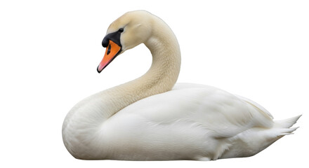 Obraz premium Elegant mute swan PNG isolated on transparent background, graceful waterfowl with white feathers and orange beak, aquatic bird for design