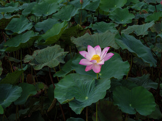 Elegant Pink Lotus Blossom in Serene Pond
