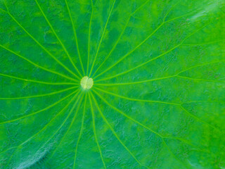 Radiant Green Lotus Leaf Texture with Radial Venation