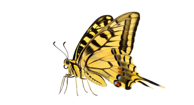 Eastern tiger swallowtail butterfly PNG isolated on transparent background, yellow and black insect with wings spread for design use