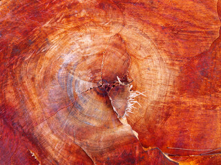 Detailed Cross Section of Red Cedar Tree Trunk Texture