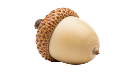 Detailed acorn PNG isolated on transparent background, autumn seed with brown cap for fall season and nature-themed designs