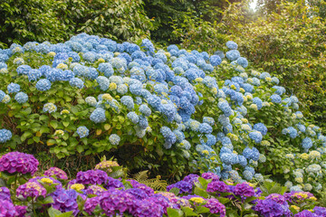 Obraz premium Abundant bigleaf hydrangea bloom with light blue and purple flowers in garden