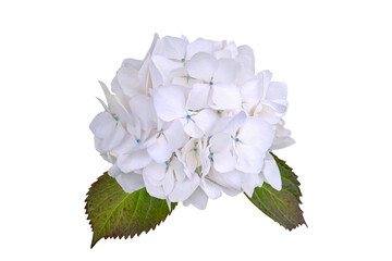 White hydrangea flower head isolated transparent png. Hydrangea macrophylla