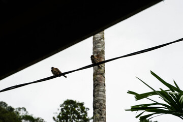 Bird perched on wire near pole outdoors.