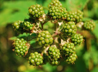 Unripe berries of blackberry close up