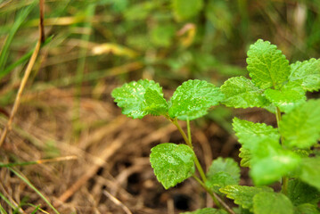 A bush of Lemon Balm (Melissa officinalis) plant close up