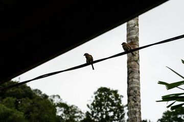 Two Birds Perched on Wire Outdoors.