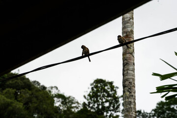 Two Monkeys Sitting on Power Line.