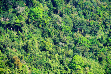 Dense Tropical Forest Canopy with Diverse Green Foliage and Trees